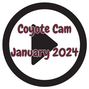 coyote cam january 2024